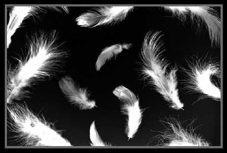 feathers - © 2004-2007 by *Astrocat@deviantart
