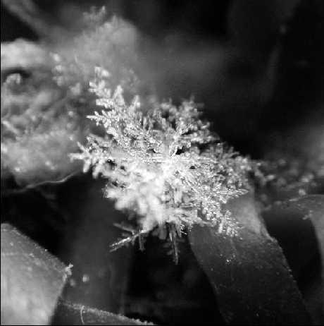 Snowflake - © 2005-2007 Lemonwedge@deviantart.com