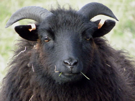Schwarzes Schaf